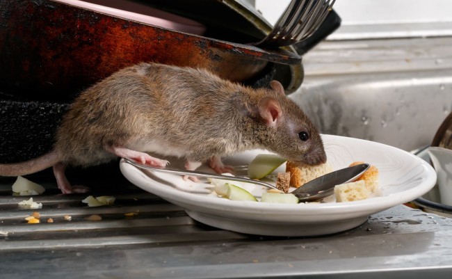 Patkányirtás éttermek és közintézmények területén